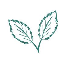 leaves isolated on white background