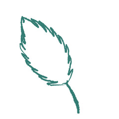 leaves isolated on white background