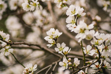A close up of a flower with the word cherry on it