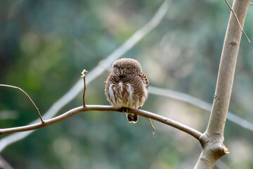 Asian barred owlet or Glaucidium cuculoides observed in Rongtong in West Bengal