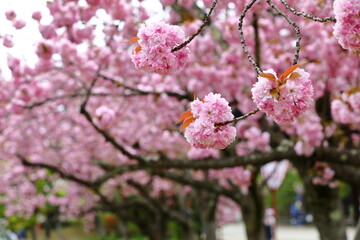 Obraz premium Beautiful pink cherry blossom sakura in spring time