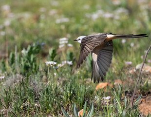 Scissor Tail in Flight 