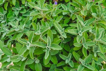 Closeup of sage plants in a garden