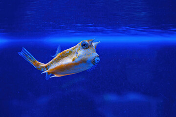 Underwater shot of fish Lactoria cornuta