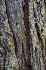 Obraz premium Vertical closeup view of rough tree bark in sunlight