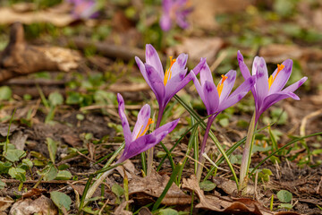 Purple beautiful blooming crocuses in spring against the background of grass