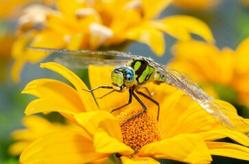 Green dragonfly sitting on a yellow flower.