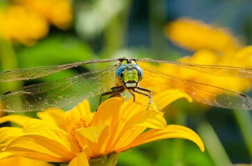 Green dragonfly sitting on a yellow flower.