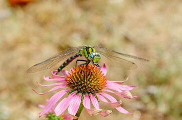 Green dragonfly sits on echinacea.