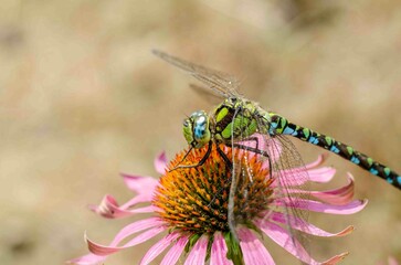 Green dragonfly sits on echinacea.