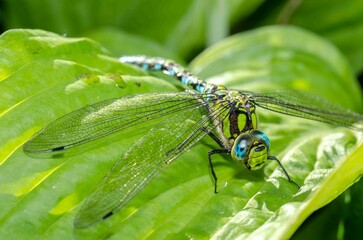 Dragonfly with Nature of green leaf in garden at summer.