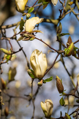 Close up of the stunning yellow flowers of the rare Yellow Fever magnolia tree, photographed in the Wisley garden, Surrey UK.