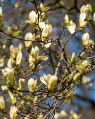 Close up of the stunning yellow flowers of the rare Yellow Fever magnolia tree, photographed in the Wisley garden, Surrey UK.