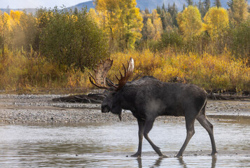 Bull Moose in Wyoming During the Fall Rut
