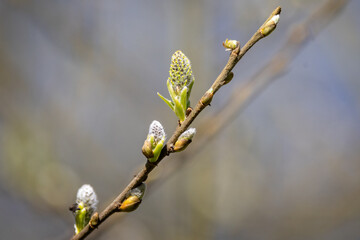 Close up of tree branch with new spring buds emerging