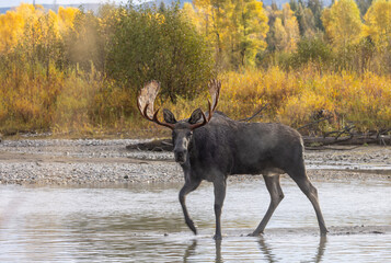 Bull Moose in Wyoming During the Fall Rut