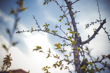 branches of a willow against the sky