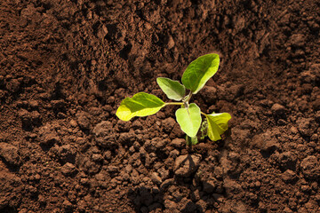 Young green sprout growing from soil top view. Fertilized soil from recycled waste. The concept of environmental protection.