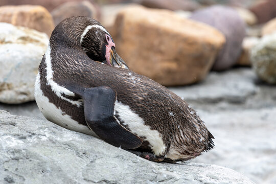 Portrait of a Humboldt penguin (Spheniscus humboldti) preening itself