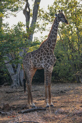 giraffe in the woods 2