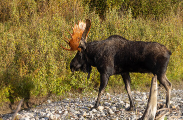 Bull Moose in Wyoming During the Fall Rut