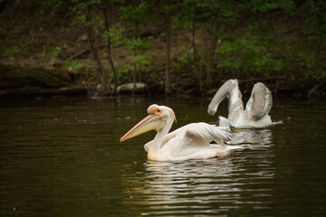 Zoos portrait of pelican who is on water. They are amazing animal. And they are looking so good.