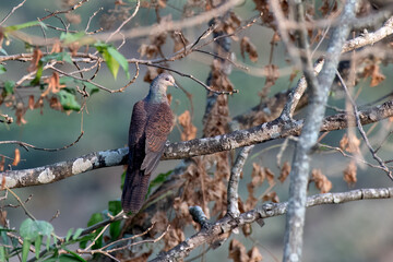 Barred cuckoo-dove or Macropygia unchall seen in Rongtong in West Bengal, India
