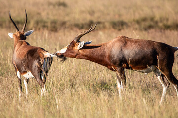 Antilopen im Mountain Zebra Nationalpark in Südafrika