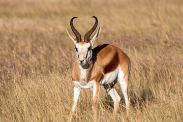 Springbock im Mountain Zebra Nationalpark in Südafrika