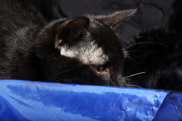 black cat sleeping