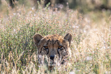 Fototapeta na wymiar Gepard im Mountain Zebra Nationalpark in Südafrika