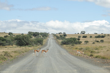 Springböcke in der Landschaft des Mountain Zebra Nationalparks in Südafrika
