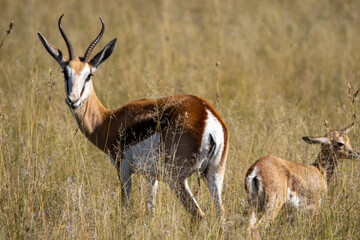 Springbock im Mountain Zebra Nationalpark in Südafrika