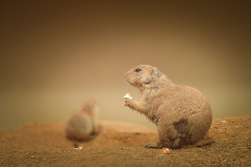 a gopher eating fruit in its habitat at the zoo. Zoo habitat with nature environment