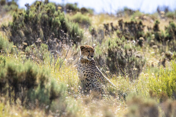 Gepard im Mountain Zebra Nationalpark in Südafrika © Boris