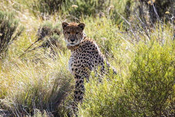 Gepard im Mountain Zebra Nationalpark in Südafrika