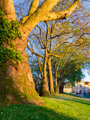 Row of huge trees bathing in sunlight in Jardim da cordoaria, Porto with bright blue sky.