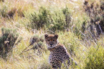 Gepard im Mountain Zebra Nationalpark in Südafrika