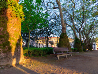 Lane with trees and empty bench in Jardim da cordoaria, Porto.