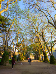 Lane with huge trees and pedestrians in Jardim da Cordoaria, Porto, Portugal. Picture taken on a sunny day in April.