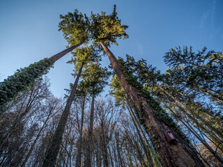 Baumkronen im Wald