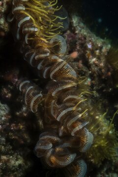 Micronature ea worms, segmented bodies, bristle-like appendages, diverse shapes, varying sizes, aquatic habitat, rocky crevices 3 - AI Generative