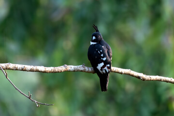 Black baza or Aviceda leuphotes observed in Rongtong in West Bengal, India - obrazy, fototapety, plakaty