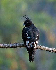 Black baza or Aviceda leuphotes observed in Rongtong in West Bengal, India