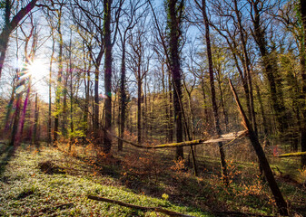 Beschädigte Bäume im Mischwald
