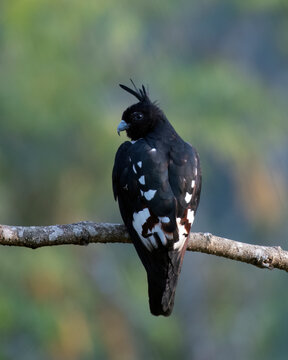 Black baza or Aviceda leuphotes observed in Rongtong in West Bengal, India