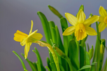 narcissus, yellow daffodil flowers in full bloom against a background of green leaves