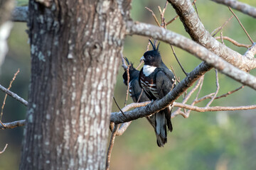 Black baza or Aviceda leuphotes observed in Rongtong in West Bengal, India