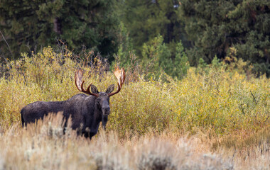 Bull Moose During the Rut in Wyoming in Autumn