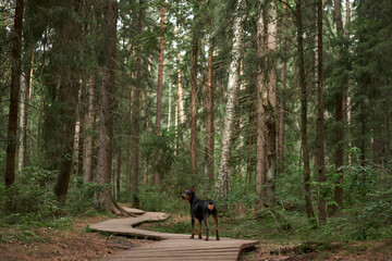 dog in a pine forest on a wooden path. German pinscher in nature. Walking with a pet, hiking in the...